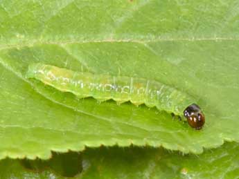  Chenille de Acleris rhombana D. & S. - Philippe Mothiron